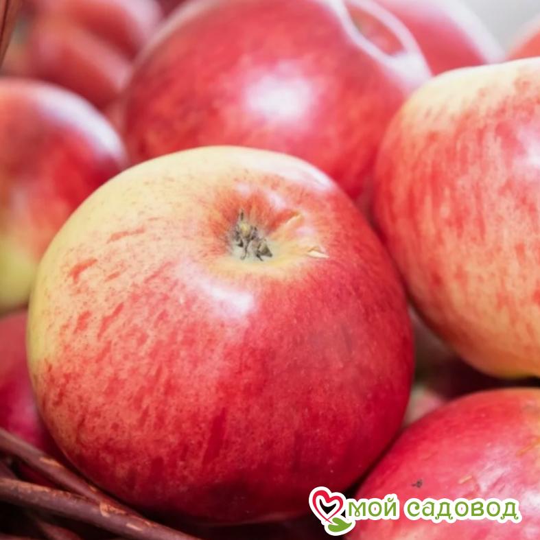 Яблоня Фуджи