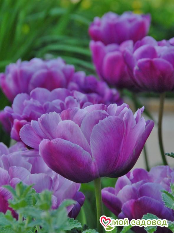 Тюльпан махровый Блю Даймонд