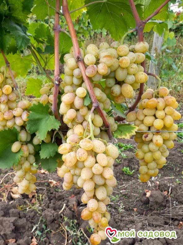 Виноград Валентина