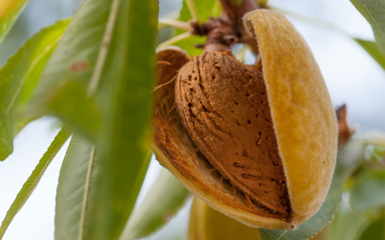 Миндаль Антик