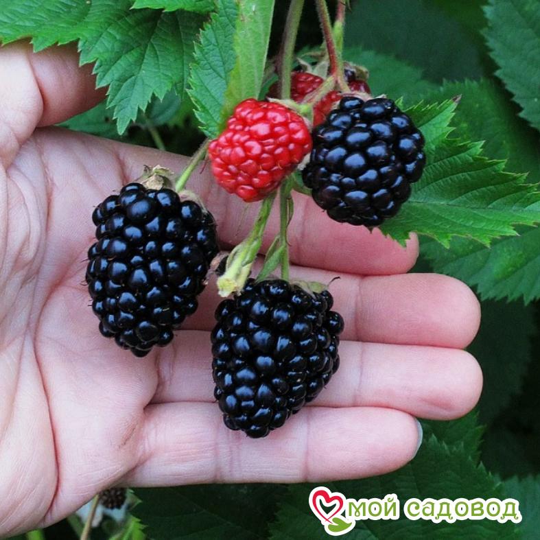 Ежевика кустовая "Трипл Краун"