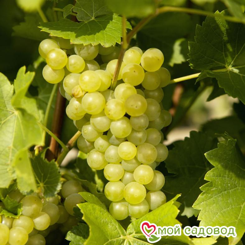 Виноград Амурский Белый (Высокоурожайный, ранний сорт)