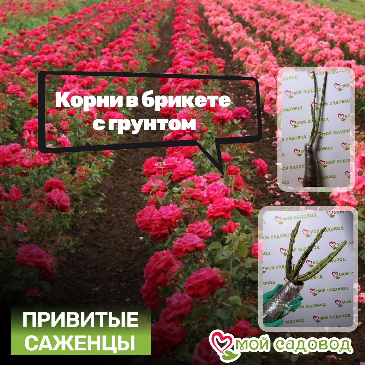 Роза Спрей розовый