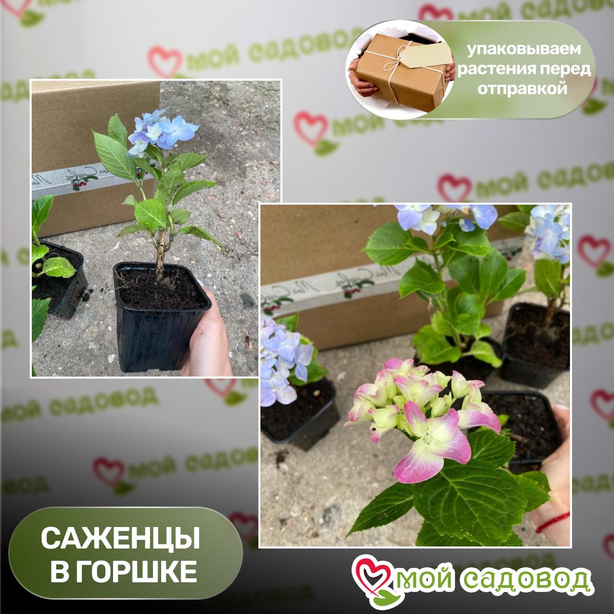 Гортензия Мэджикал Революшн